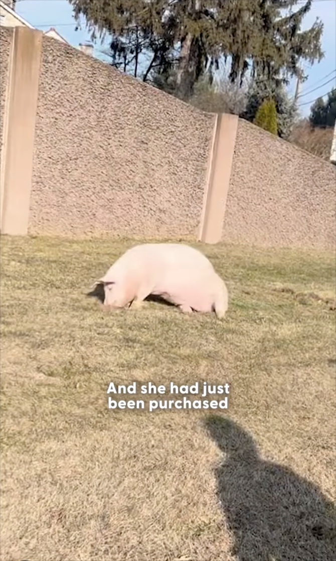 And she had just been purchased
