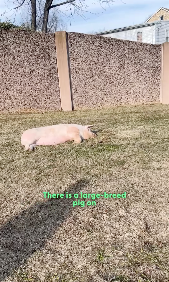 There is a large-breed pig on
