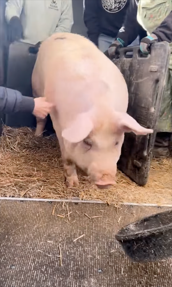 FARM LIDE