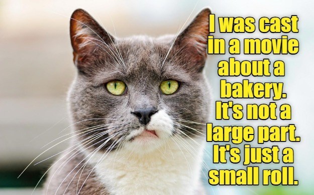 Cheezburger Image 10635014656