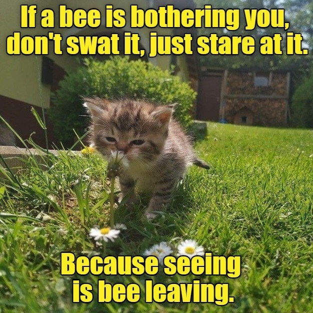 Cheezburger Image 10635014912
