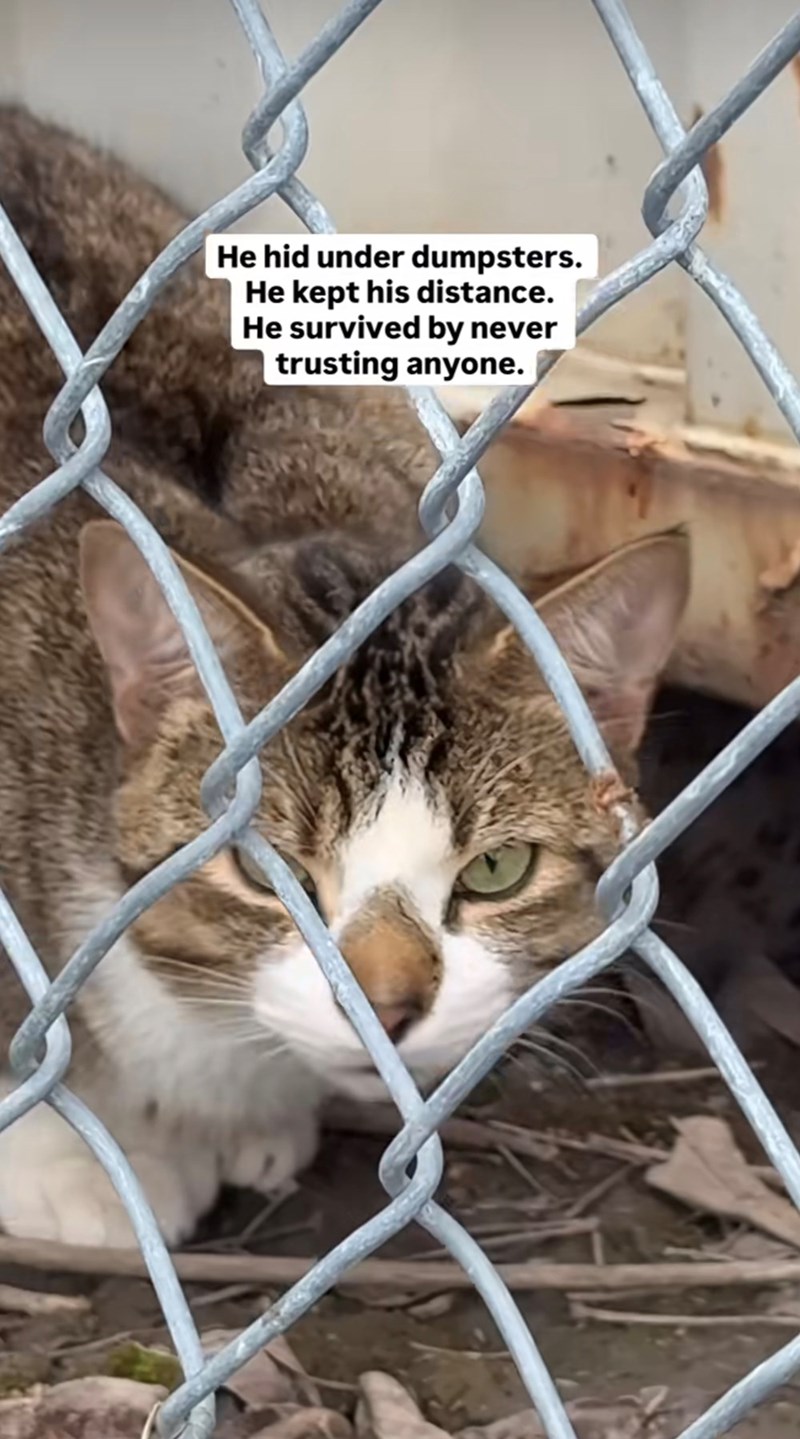 He hid under dumpsters. He kept his distance. He survived by never trusting anyone.