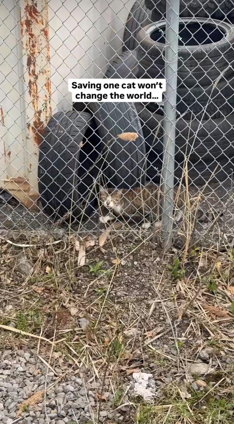 Saving one cat won't change the world...