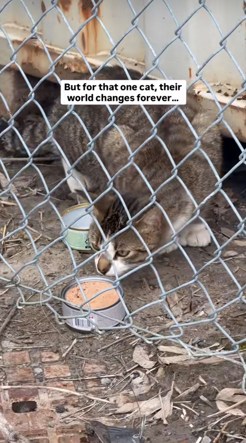But for that one cat, their world changes forever...