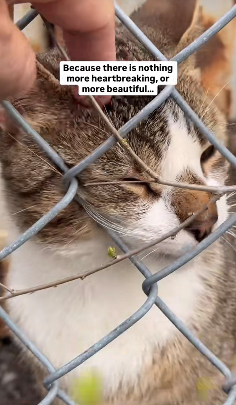 Because there is nothing more heartbreaking, or more beautiful...