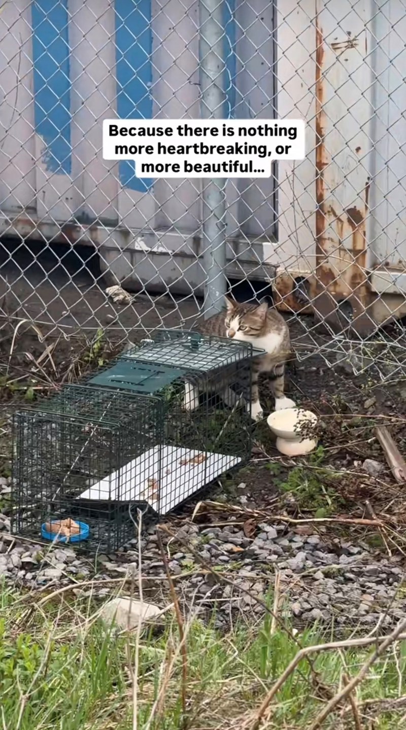 Because there is nothing more heartbreaking, or more beautiful...