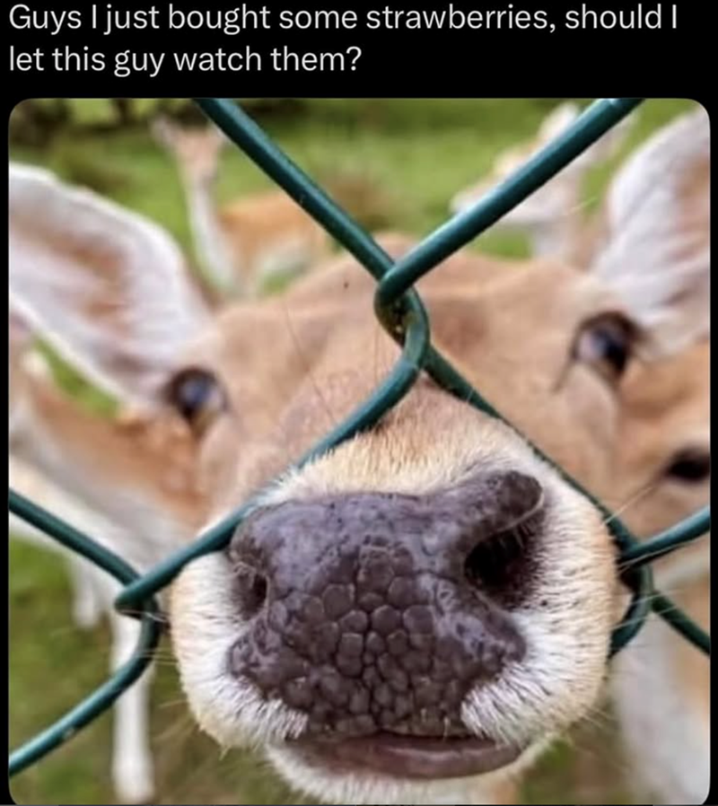 Guys I just bought some strawberries, should I let this guy watch them?