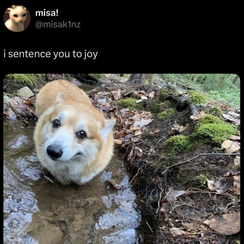 misa! @misak1nz i sentence you to joy