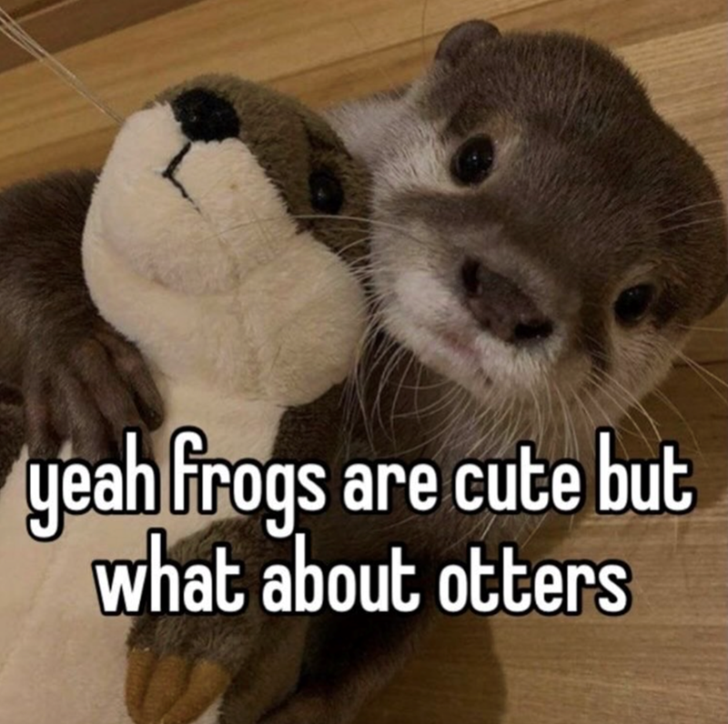 yeah frogs are cute but what about otters