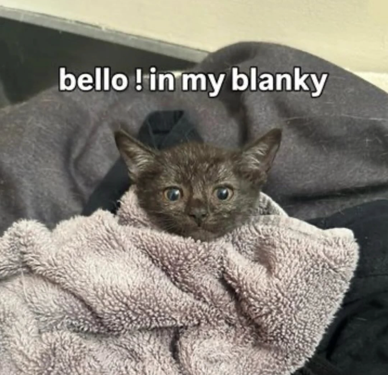 bello ! in my blanky