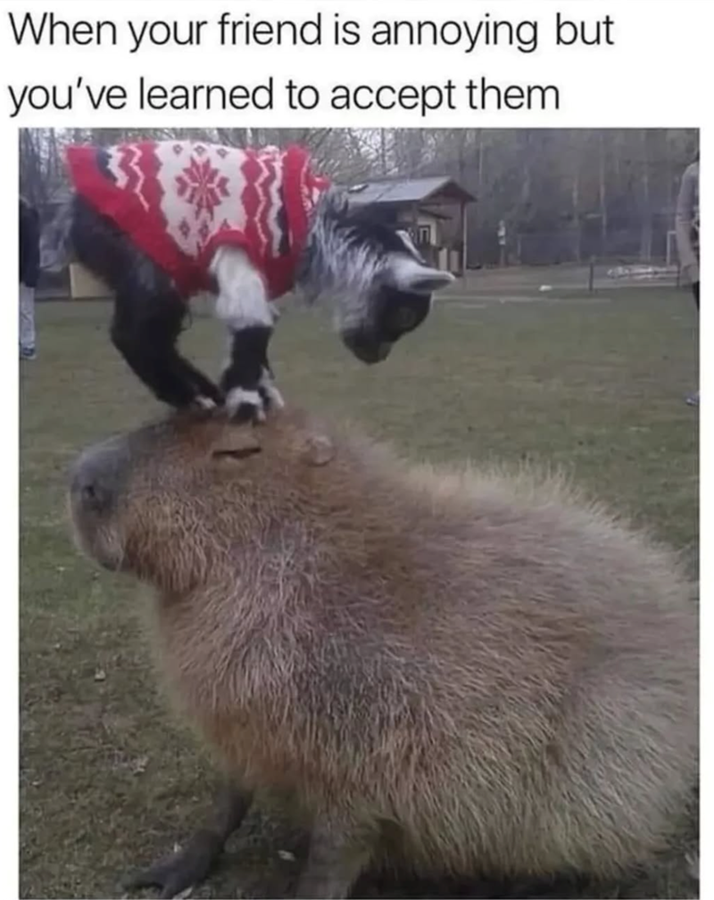 When your friend is annoying but you've learned to accept them.
