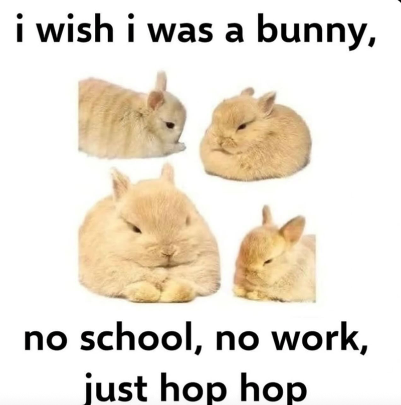 i wish i was a bunny, no school, no work, just hop hop
