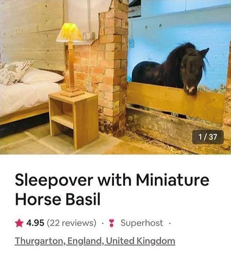 1/37 Sleepover with Miniature Horse Basil 4.95 (22 reviews) Superhost. Thurgarton, England, United Kingdom
