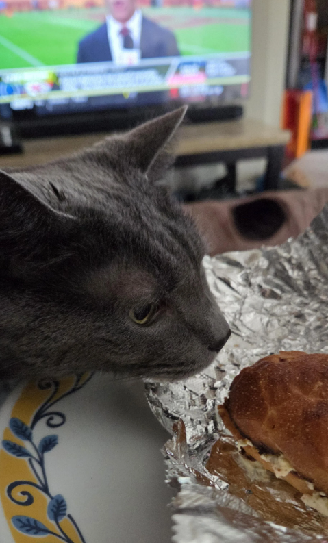 Cheezburger Image 10635046912
