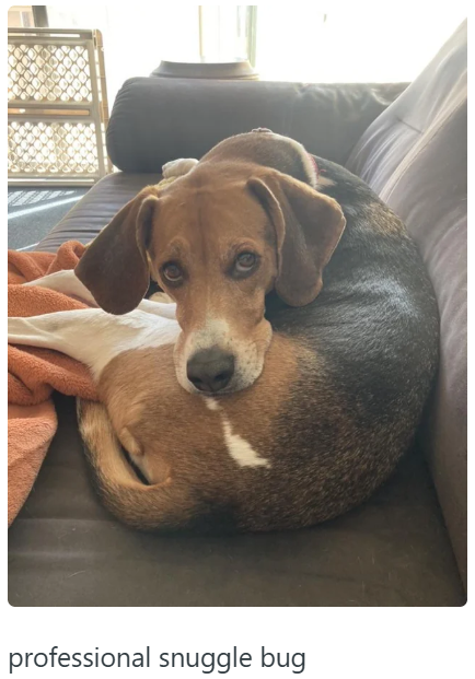 professional snuggle bug