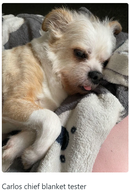 Carlos chief blanket tester