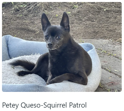 Petey Queso-Squirrel Patrol