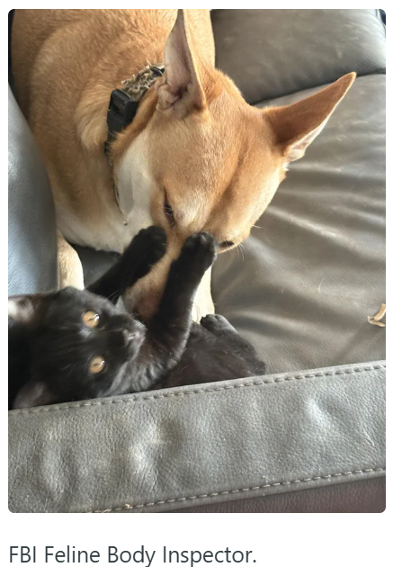 FBI Feline Body Inspector.