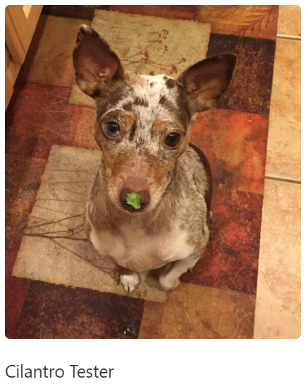 Cilantro Tester
