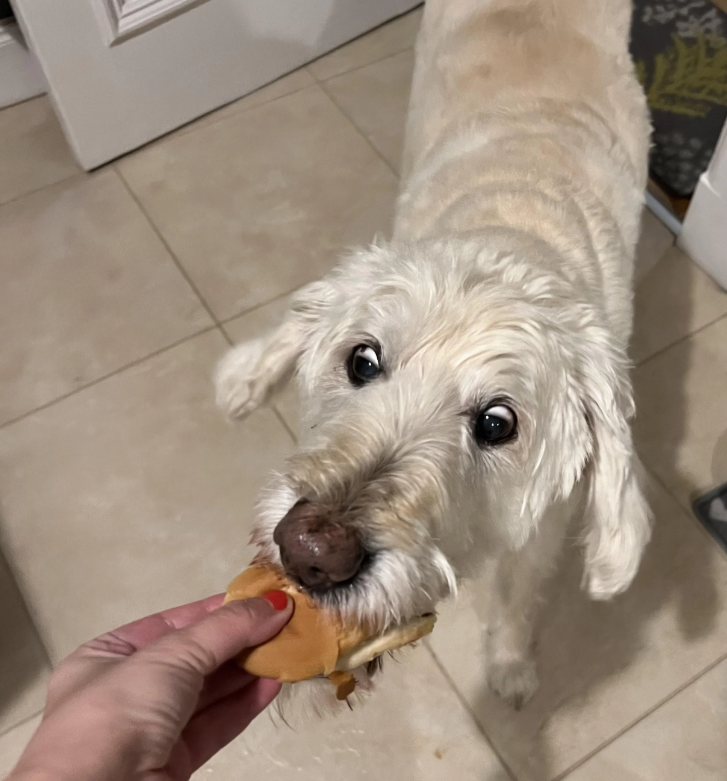 Cheezburger Image 10635055616