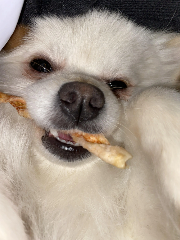 Cheezburger Image 10635057664