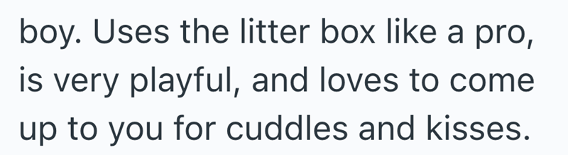 boy. Uses the litter box like a pro, is very playful, and loves to come up to you for cuddles and kisses.