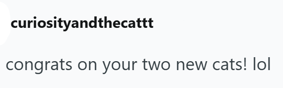 curiosityandthecattt congrats on your two new cats! lol