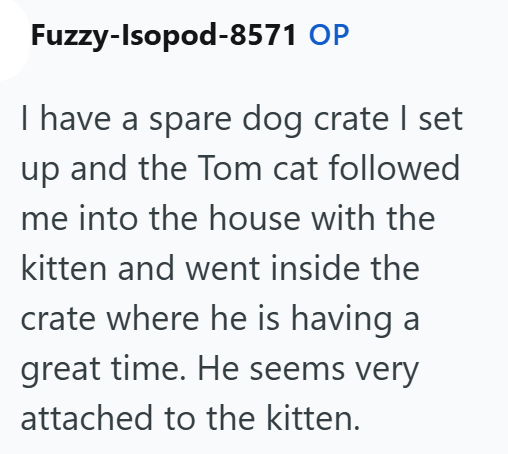 Fuzzy-Isopod-8571 OP I have a spare dog crate I set up and the Tom cat followed me into the house with the kitten and went inside the crate where he is having a great time. He seems very attached to the kitten.
