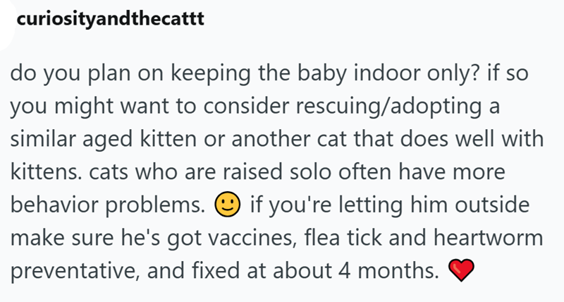 curiosityandthecattt do you plan on keeping the baby indoor only? if so you might want to consider rescuing/adopting a similar aged kitten or another cat that does well with kittens. cats who are raised solo often have more behavior problems. ☺ if you're letting him outside make sure he's got vaccines, flea tick and heartworm preventative, and fixed at about 4 months.