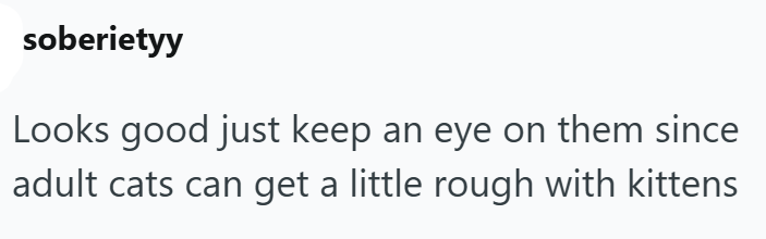 soberietyy Looks good just keep an eye on them since adult cats can get a little rough with kittens