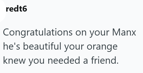 redt6 Congratulations on your Manx he's beautiful your orange knew you needed a friend.