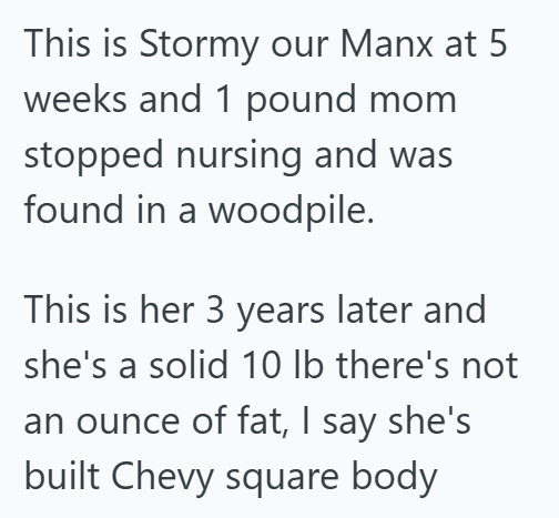 This is Stormy our Manx at 5 weeks and 1 pound mom stopped nursing and was found in a woodpile. This is her 3 years later and she's a solid 10 lb there's not an ounce of fat, I say she's built Chevy square body