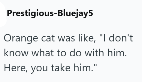 Prestigious-Bluejay5 Orange cat was like, "I don't know what to do with him. Here, you take him."