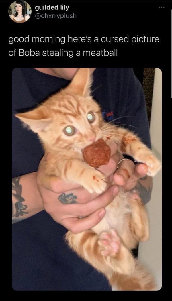 guilded lily @chxrryplush good morning here's a cursed picture of Boba stealing a meatball