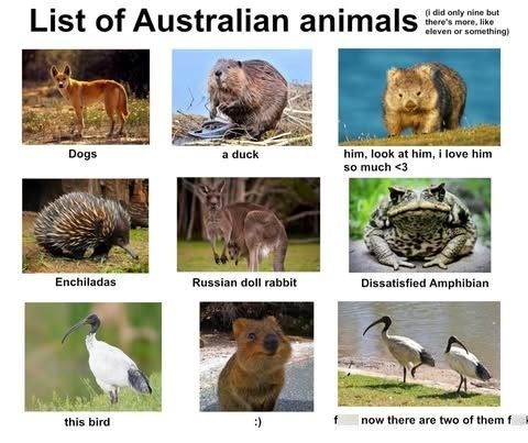 List of Australian animals (i did only nine but there's more, like eleven or something) Dogs a duck him, look at him, i love him so much <3 Enchiladas Russian doll rabbit Dissatisfied Amphibian this bird :) f now there are two of them f