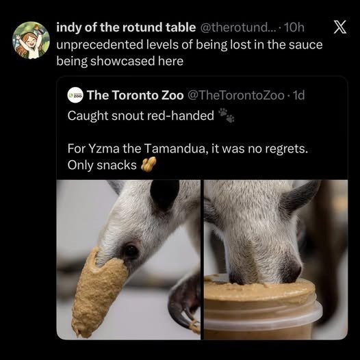 indy of the rotund table @therotund.... 10h unprecedented levels of being lost in the sauce being showcased here *** The Toronto Zoo @TheTorontoZoo. 1d Caught snout red-handed For Yzma the Tamandua, it was no regrets. Only snacks X
