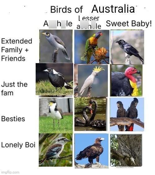 Extended Family + Friends Just the fam Besties Lonely Boi imgflip.com Birds of Australia Lesser Ahle ahle Sweet Baby!