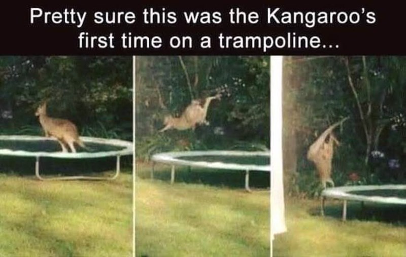 Pretty sure this was the Kangaroo's first time on a trampoline...