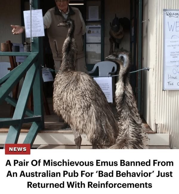 WELCOME WE YOU MUST SH SON THE REDSTER HERE THANKYO K 04 HAVE THE C NEWS A Pair Of Mischievous Emus Banned From An Australian Pub For 'Bad Behavior' Just Returned With Reinforcements