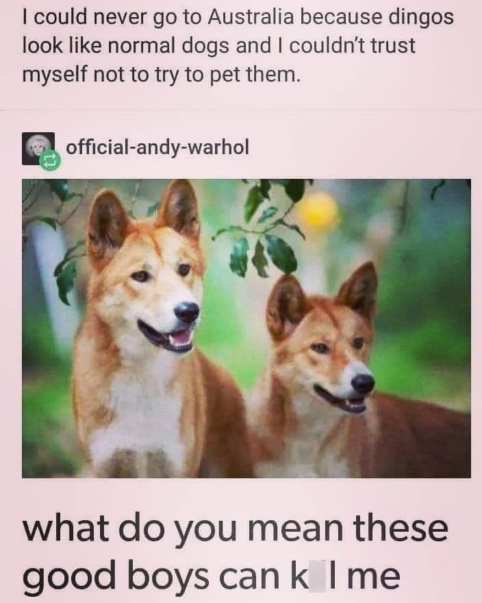 I could never go to Australia because dingos look like normal dogs and I couldn't trust myself not to try to pet them. official-andy-warhol what do you mean these good boys cank I me