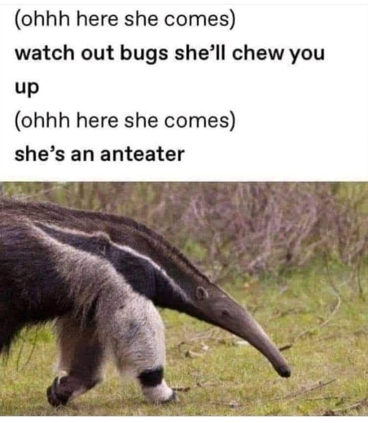 (ohhh here she comes) watch out bugs she'll chew you up (ohhh here she comes) she's an anteater