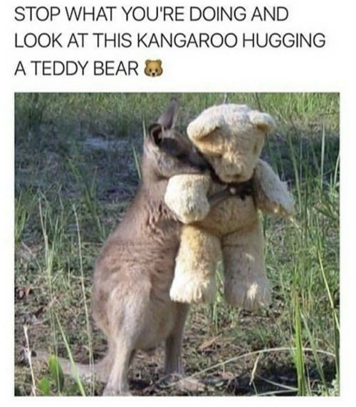 STOP WHAT YOU'RE DOING AND LOOK AT THIS KANGAROO HUGGING A TEDDY BEAR &