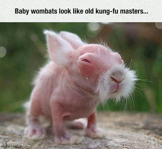 Baby wombats look like old kung-fu masters... imgflip.com