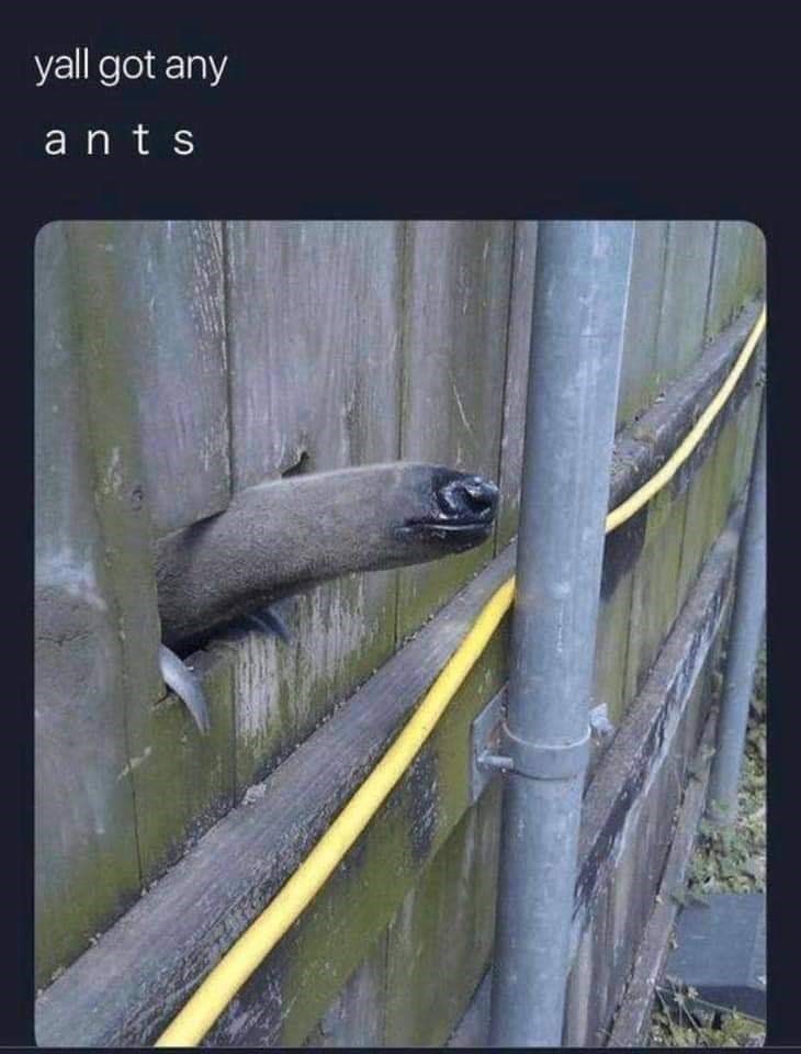 yall got any ants