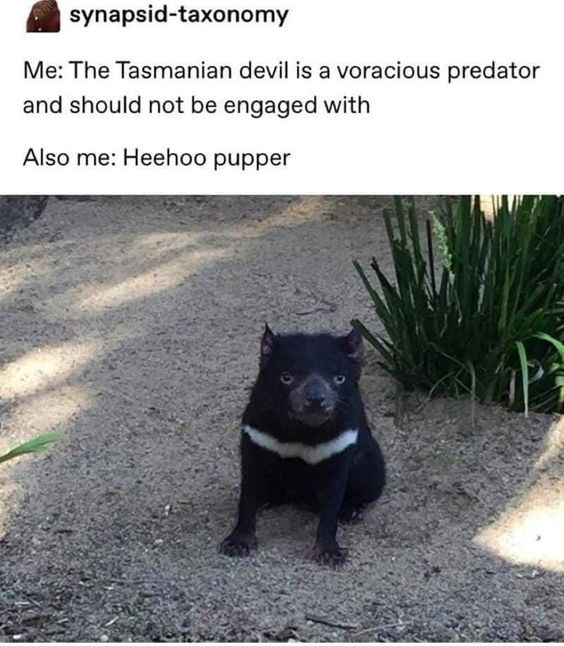 synapsid-taxonomy Me: The Tasmanian devil is a voracious predator and should not be engaged with Also me: Heehoo pupper