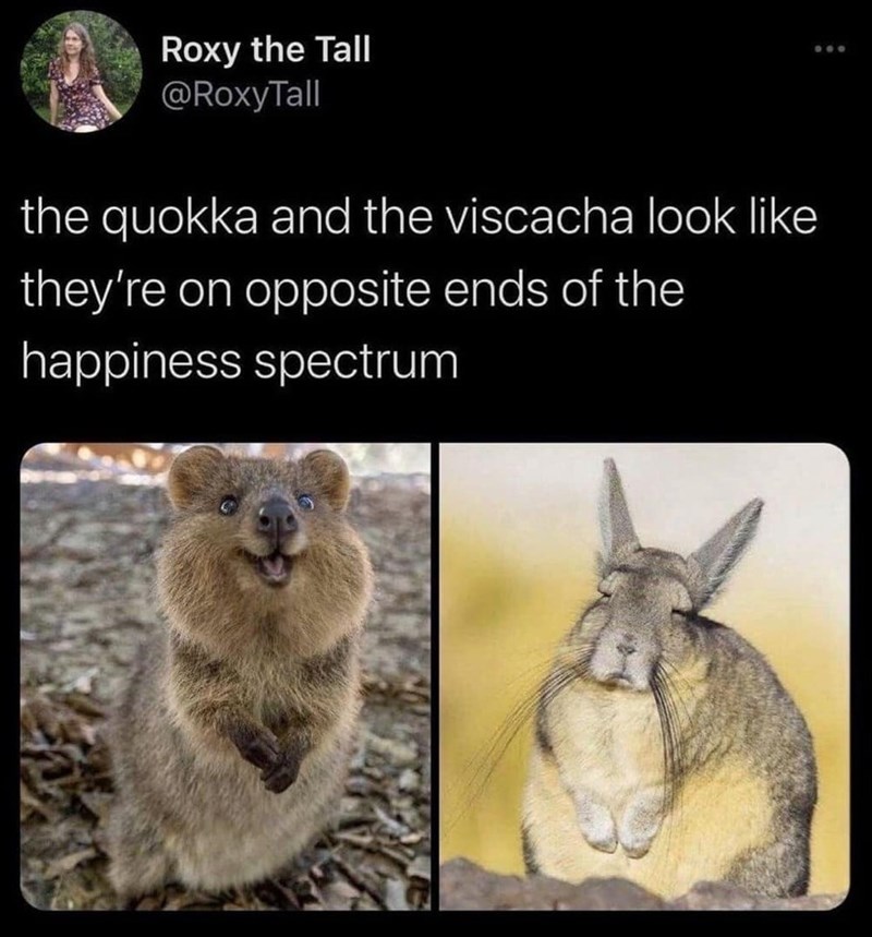 Roxy the Tall @RoxyTall the quokka and the viscacha look like they're on opposite ends of the happiness spectrum
