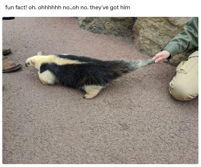 fun fact! oh. ohhhhhh no..oh no. they've got him