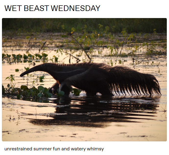 WET BEAST WEDNESDAY unrestrained summer fun and watery whimsy