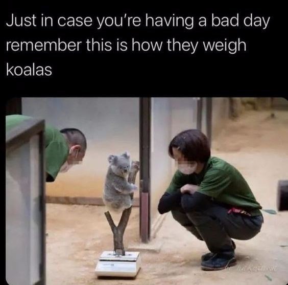 Just in case you're having a bad day remember this is how they weigh koalas