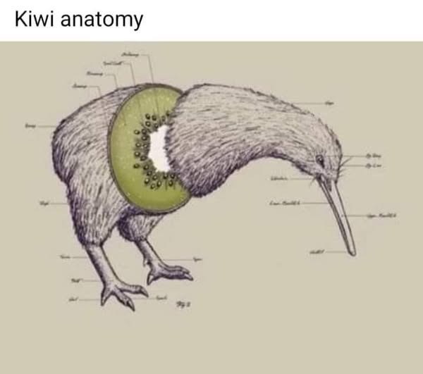 Kiwi anatomy